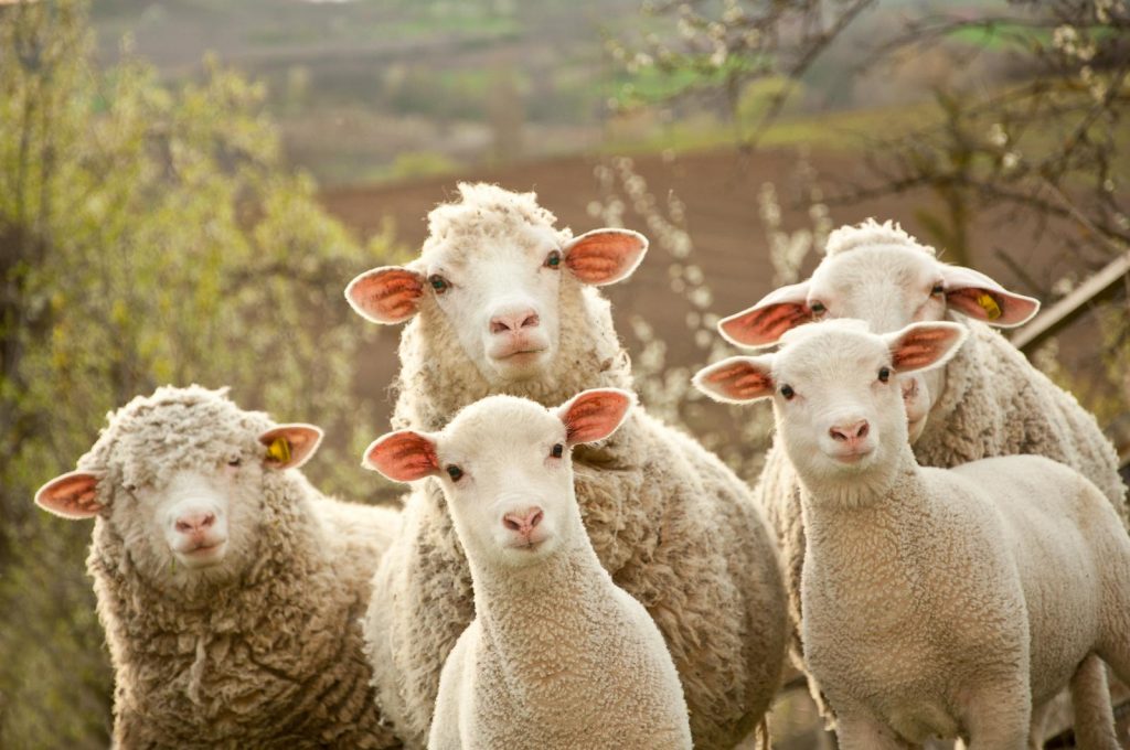 Sustainable - sustainability - wool - sheep